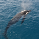 Illustration for article titled How a whale can hold its breath underwater for up to an hour